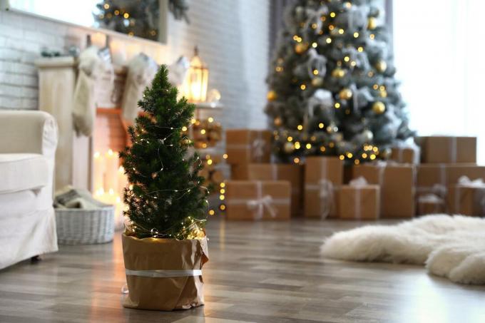 شجرة عيد الميلاد الصغيرة في غرفة المعيشة