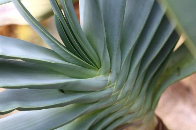 Aloe plicatilis, aloe fan