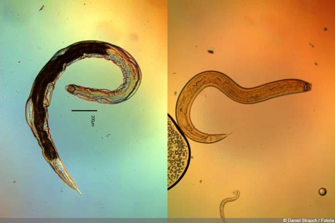 Nematoden - rondwormen