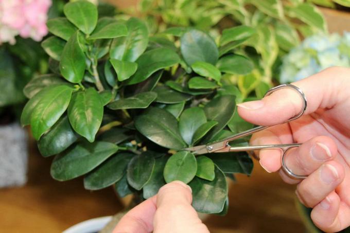 Ficus ginseng deve ser cortado regularmente