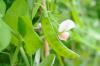 Ervilhas: plantando e cuidando das ervilhas-de-açúcar