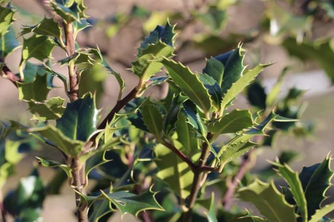 Holly (Ilex aquifolium) sängyn reunana