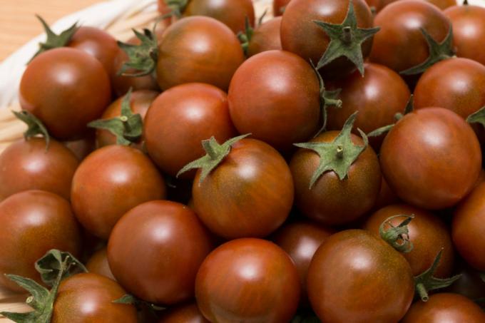 Tomates cereja preta colhidos