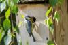 Stvorite vrt i balkon prilagođen pticama
