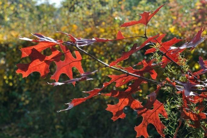 Roble rojo americano (Quercus rubra)