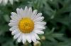 Flowering time: when do daisies bloom?