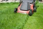 Mulching græsplæne: procedure og professionelle instruktioner