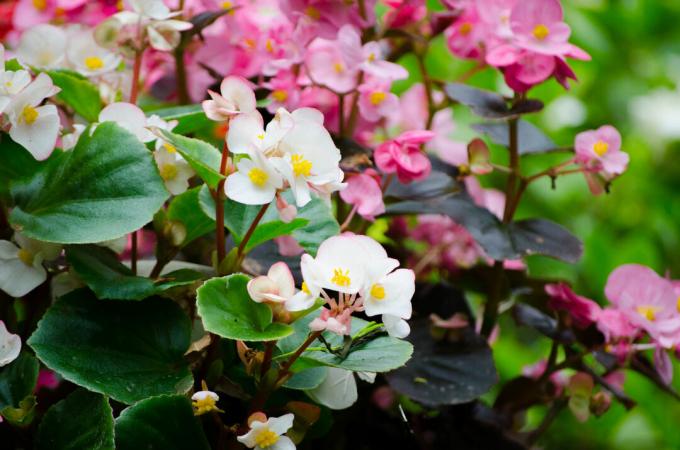 Ice begonia with pink and white flowers