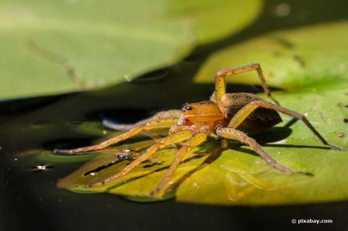 Vodní pavouk, Argyroneta aquatica