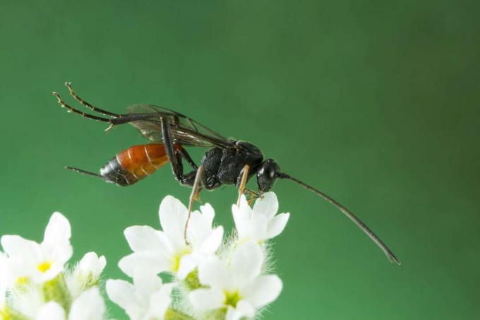 ichneumon wasp ყვავილზე