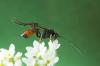 寄生バチ：蛾に対する有用なヘルパー