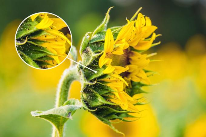 combating-aphids-sunflowers