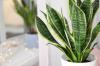 Identifikation af indendørs planter: Sådan finder du din plante