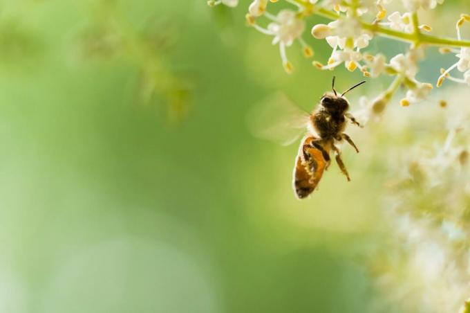 Lebah mengumpulkan nektar