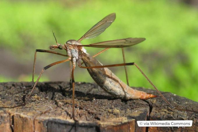 Samica komara łąkowego (Tipula paludosa)