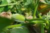 Берба и складиштење лубеница: савети стручњака