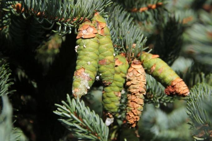 Ripening cones of white spruce (Picea glauca)
