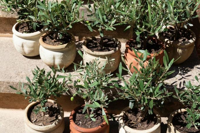 nyplanterade olivträd