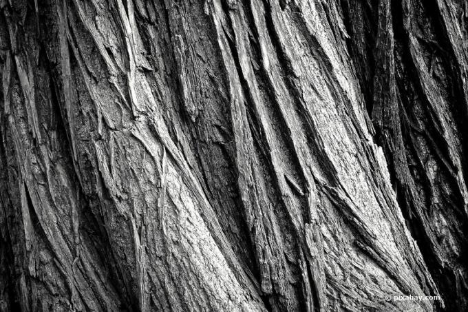 세계에서 가장 오래된 나무는 거의 10,000년이 되었습니다.