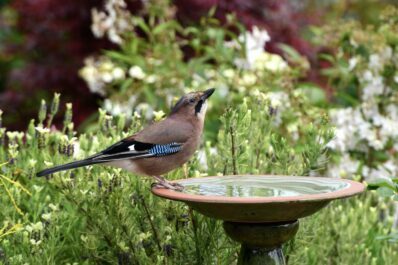 Bahçede kuş banyosu: türü, yeri ve kışın