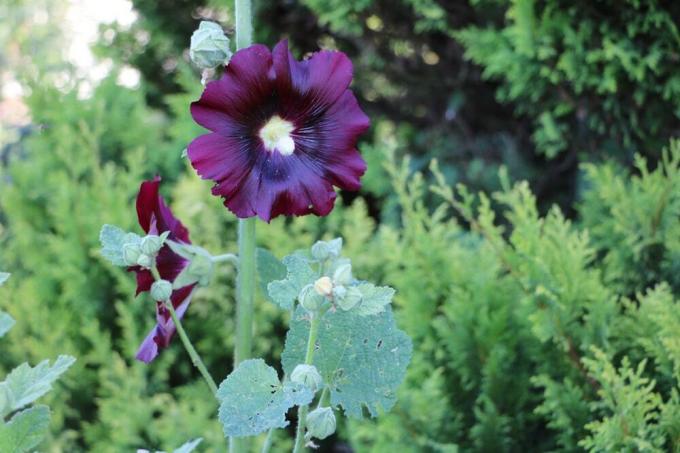 Hollyhock - Hollyhock - Alcea rosea - Αγροτικό τριαντάφυλλο