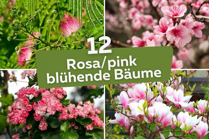 12 rosa blomstrende trær Tittel