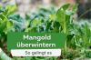 Zimný mangold: Zimná ochrana v záhrade