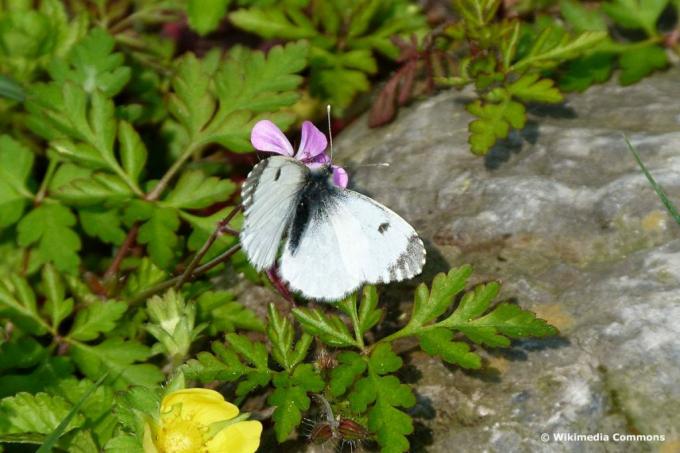 Aurora motýl (Anthocharis cardamines), bílý motýl