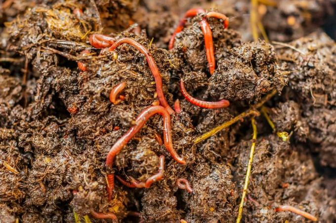 Worms in moist compost