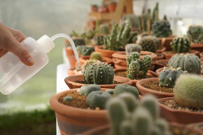 Fertilizing cacti