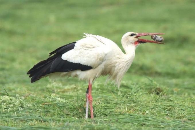 Stork eats mouse on freshly mown meadow