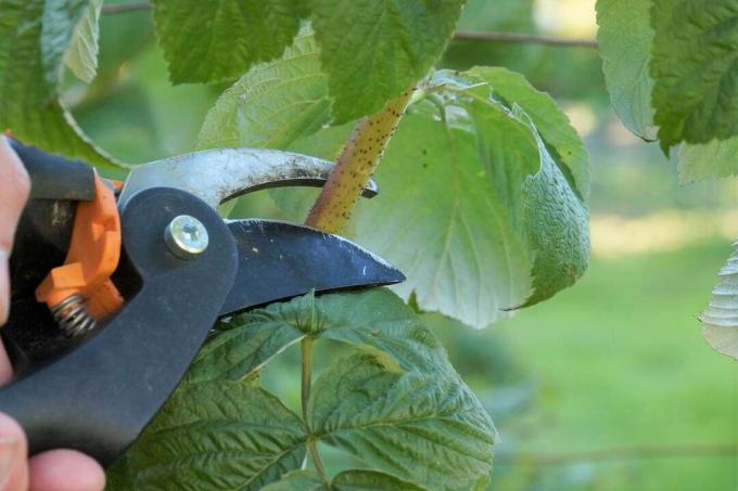 Maliny nakrájejte zahradnickými nůžkami