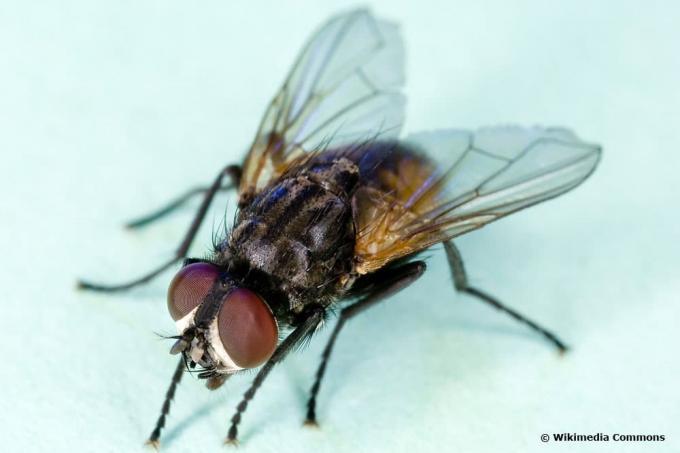 обыкновенная комнатная муха (Musca domestica)