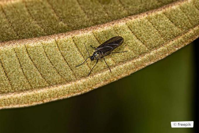 odrasli gobasti komar (Sciaridae)