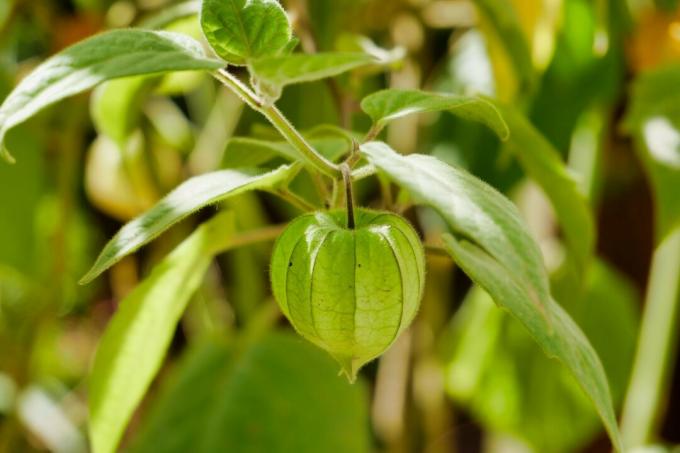 A physalis fruit on the plant