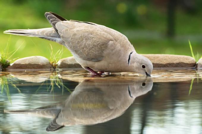 Un pigeon turc boit à un point d'eau