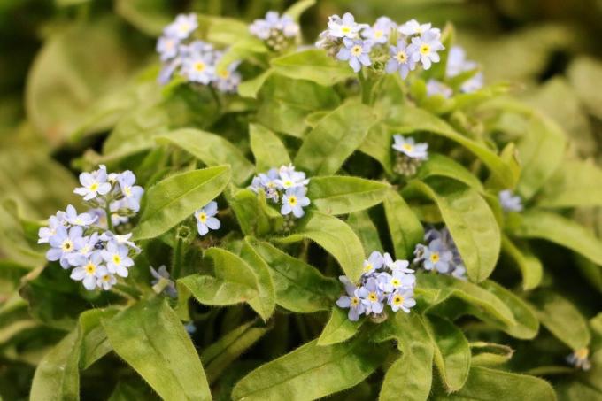 Forget-me-not forest
