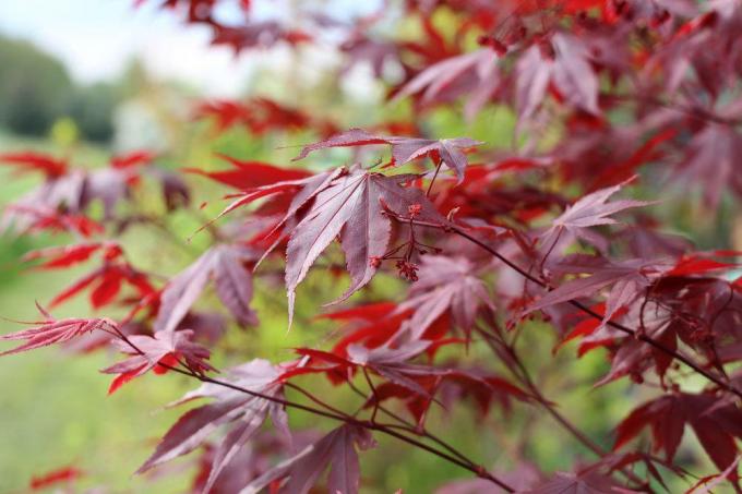 How to cut Japanese maple correctly