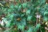 17 small evergreen trees up to 3 m