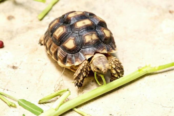 Skildpadde spiser grøntsager.
