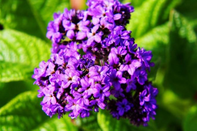Fleur de vanille violette