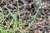Germinating grass seeds: how long does it take for lawn seeds to germinate?