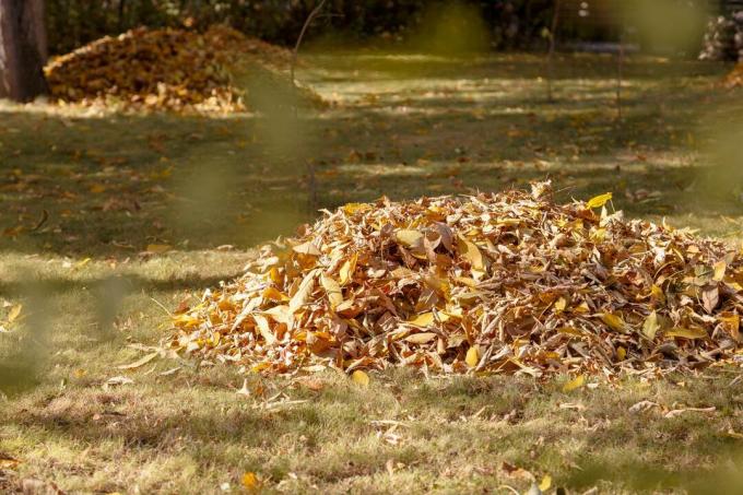 Pile of leaves in the garden