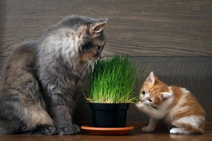 O pisică mare și o pisică mică mănâncă iarbă pentru pisici
