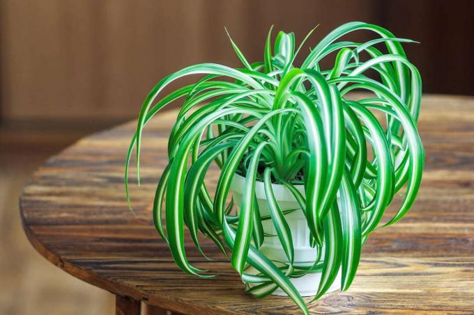 Паяк растение върху дървена маса за почистване на въздуха в помещенията
