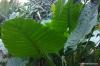 Espèces d'Alocasia: 20 variétés populaires de feuilles de flèche