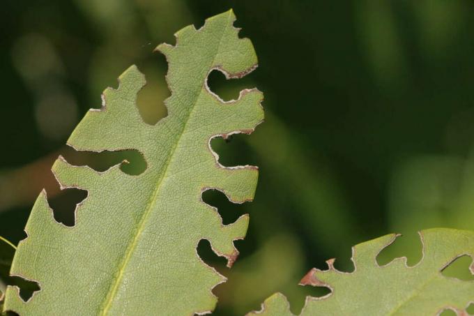 Kumbang pemakan daun anggur kumbang pemakan daun hama