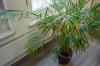 Zlatoplodá palma: je Chrysalidocarpus lutescens jedovatý pre mačky?