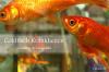 Doenças do peixe dourado: o que fazer com a infestação fúngica & Co?