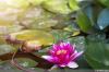 निर्देश: बगीचे के तालाब में रोपण + तालाब के लिए 8 सुंदर पौधे
